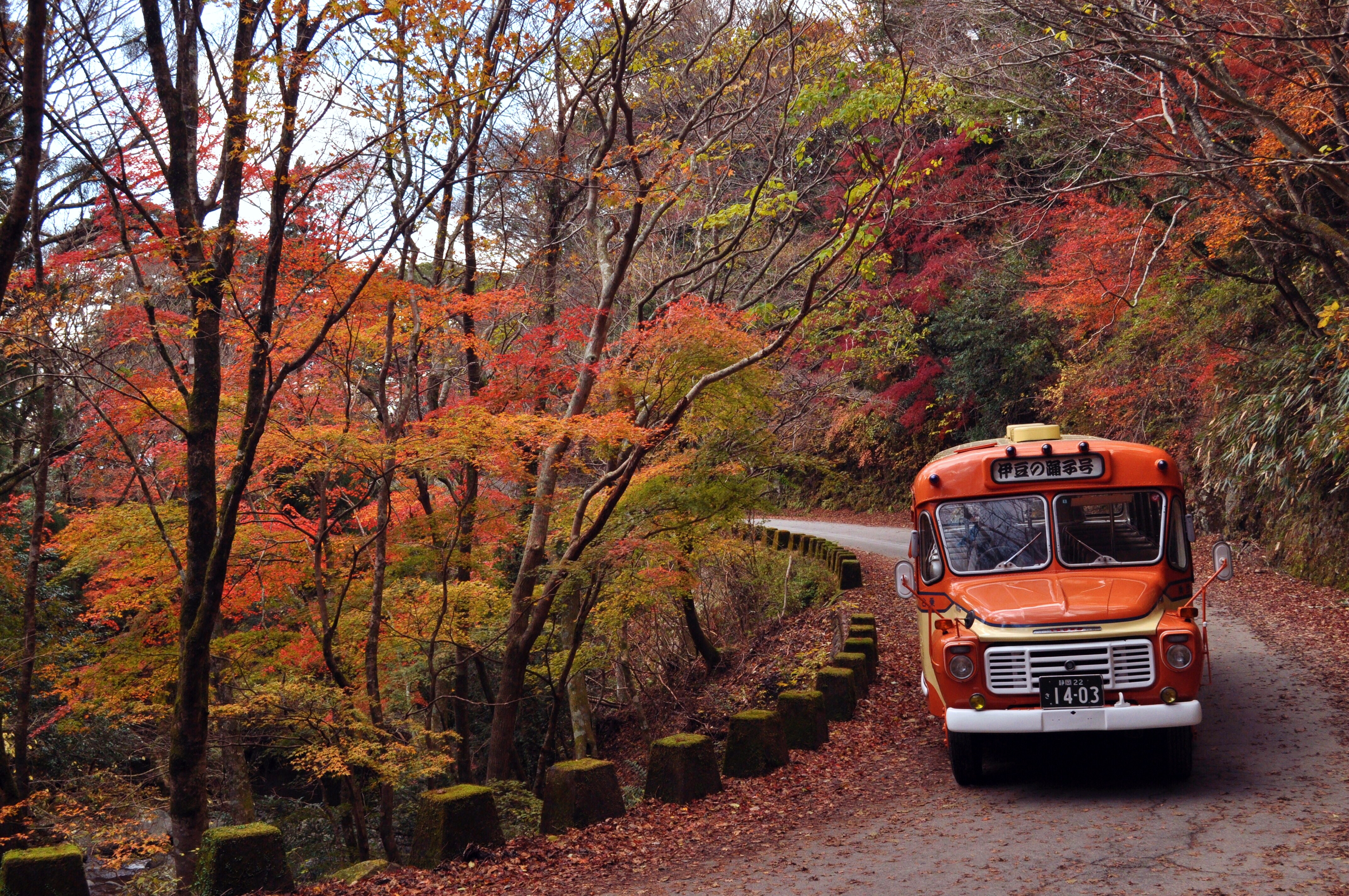 昭和39年(1964年)式の昭和レトロで可愛らしいボンネットバス「伊豆の踊子号」の貸切も承っております