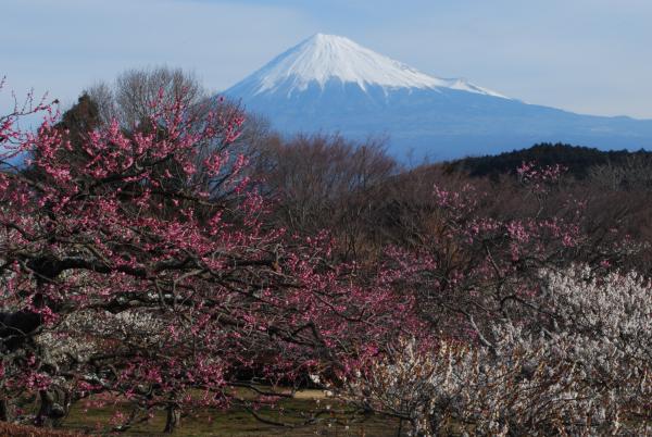 令和3年2月1日～4月11日まで『絶景★富士山まるごと岩本山」が開催されます。http://www.fujisan-kkb.jp/index.html