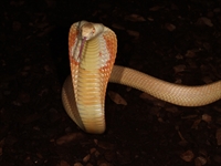 稀少なアルビノのタイコブラ、美しいヘビだが猛毒を持っている