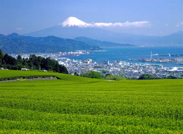駿河湾富嶽三十六景－第二十一景－日本平